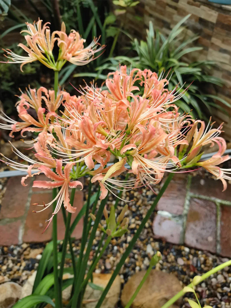 Lycoris 'Champagne'