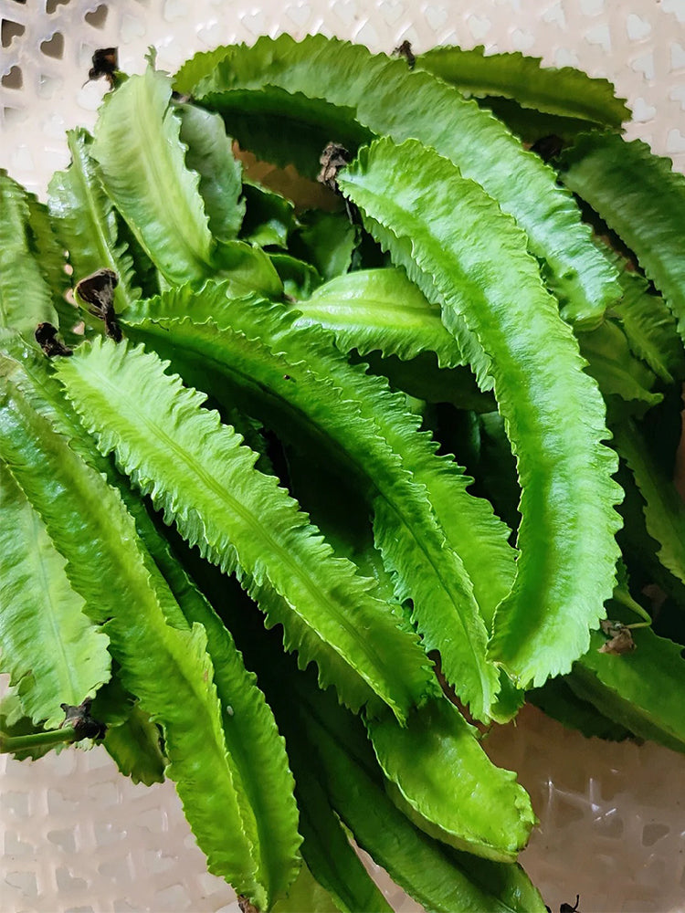 Winged Bean (Psophocarpus Tetragonolobus)