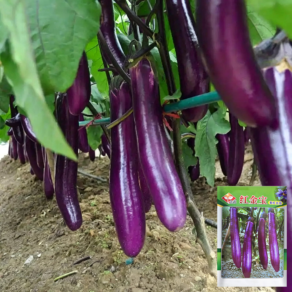 W963 Red Gold Purple-Red Long Eggplant