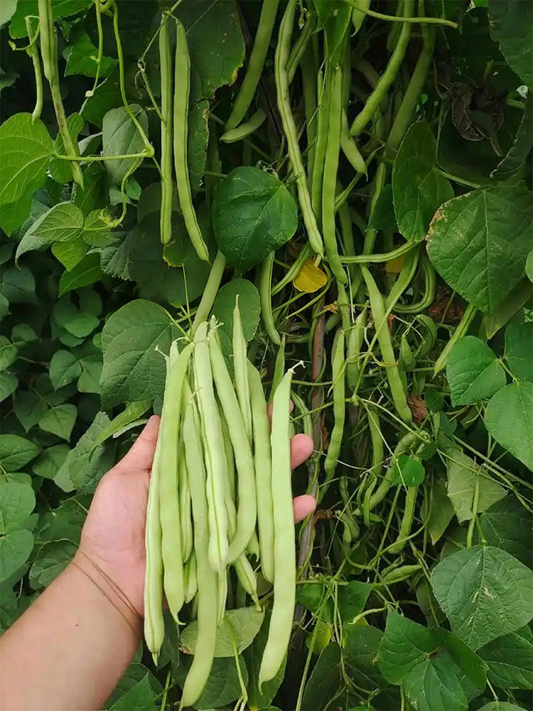 'Shuangqing No.38' Green Bean