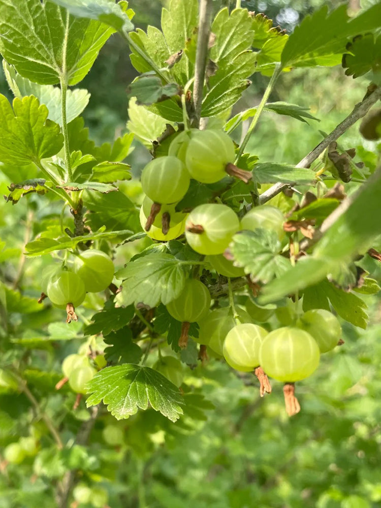 Green Gooseberry