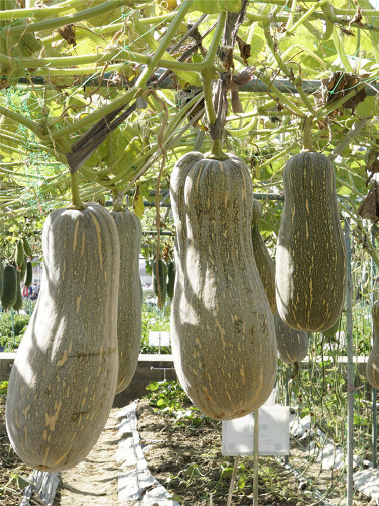 Large-Fruited Miben Pumpkin