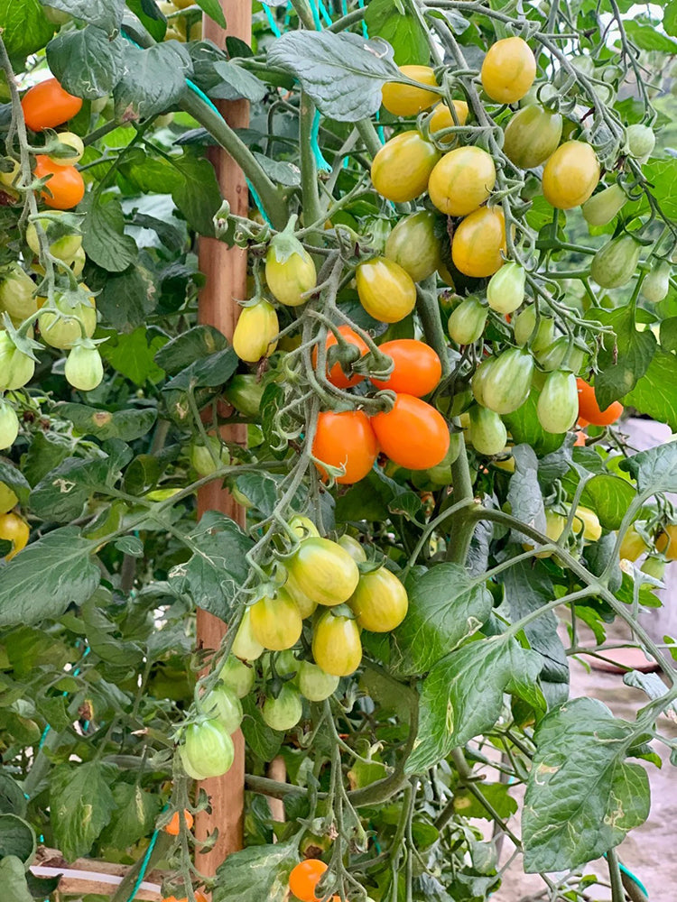 Orange Fountain Tomato