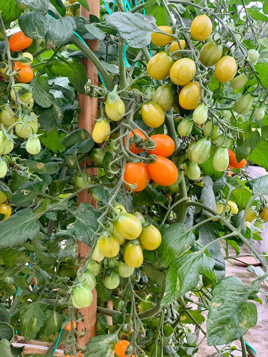 Orange Fountain Tomato