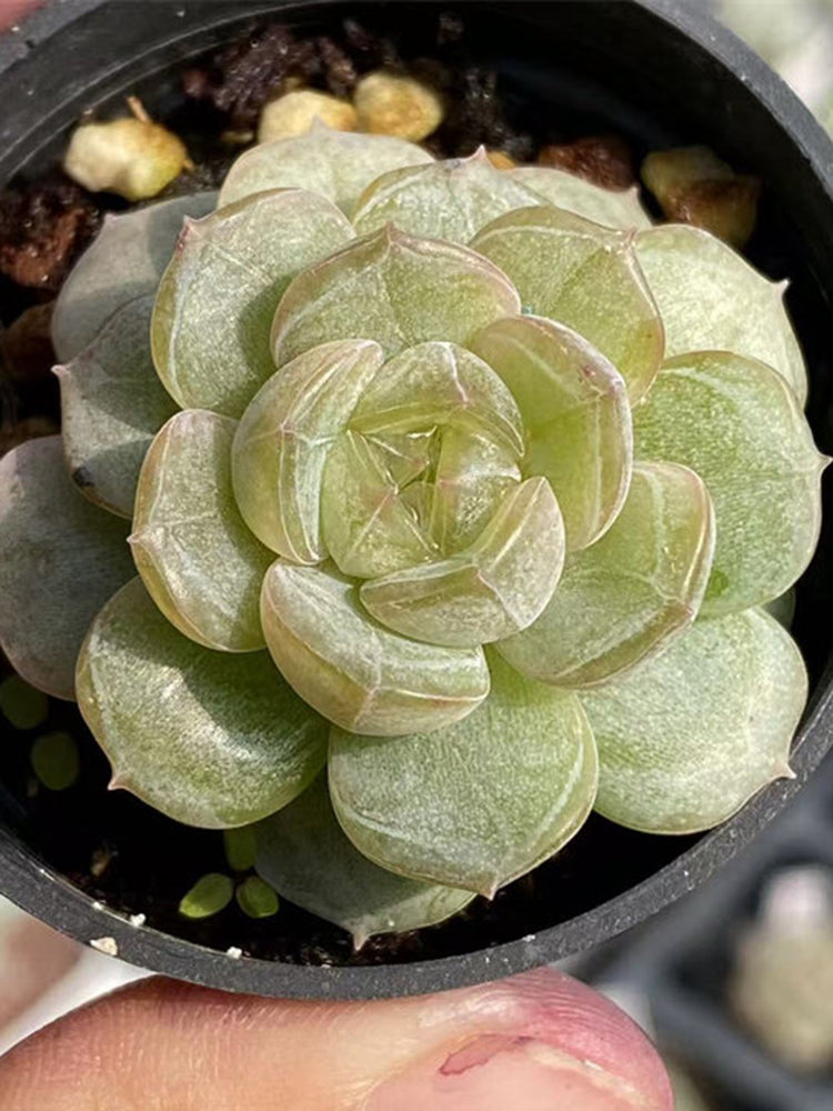 Echeveria 'White Lotus'