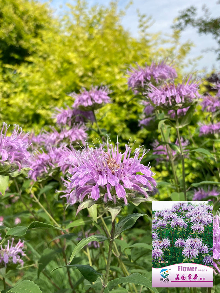 Hezhichun Bee Balm