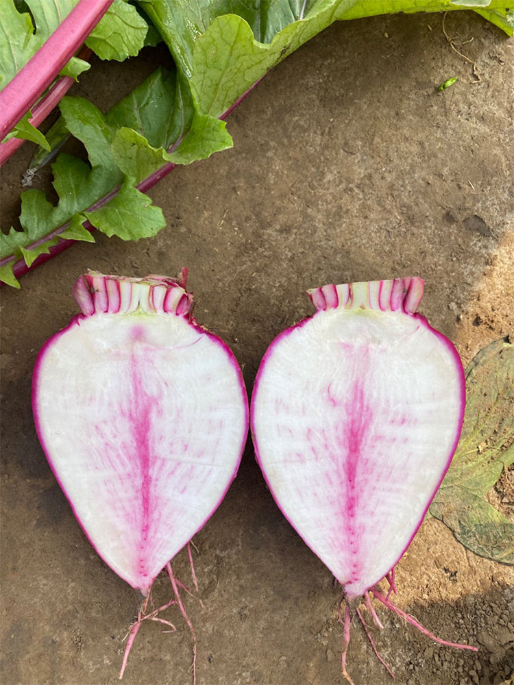 'Aizhenhong' Turnip