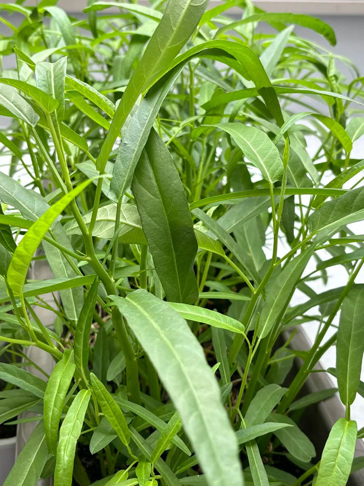 'Jiemei' Green-Stem Water Spinach
