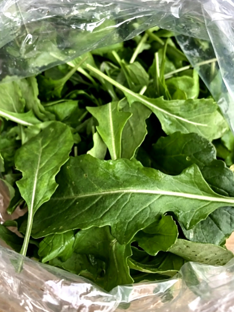 Large Leaf Arugula