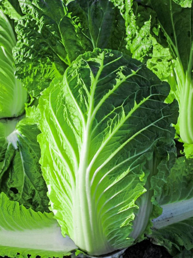 Super Green Pioneer Chinese Cabbage