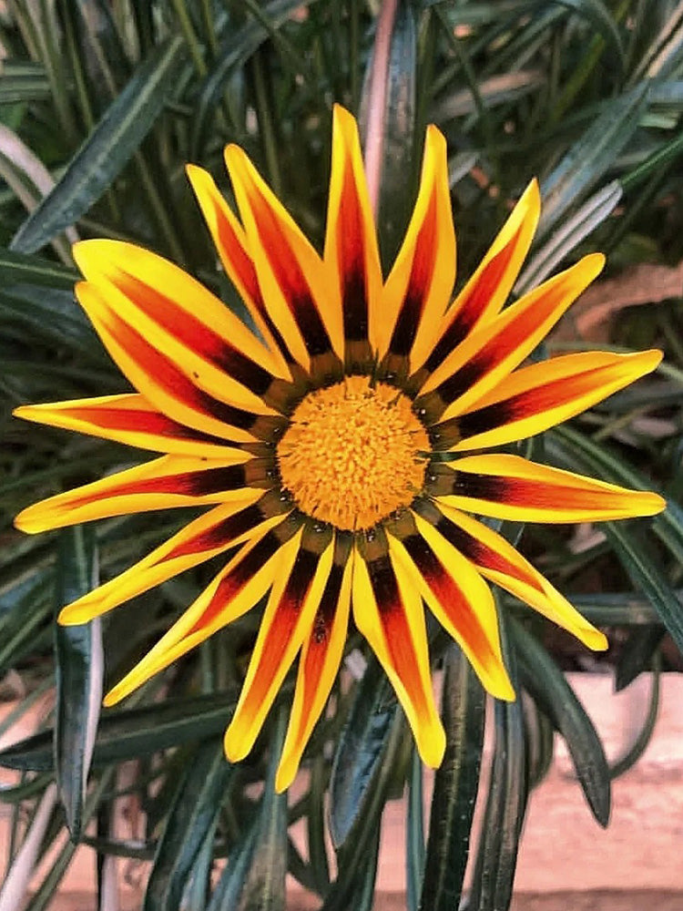 Gazania