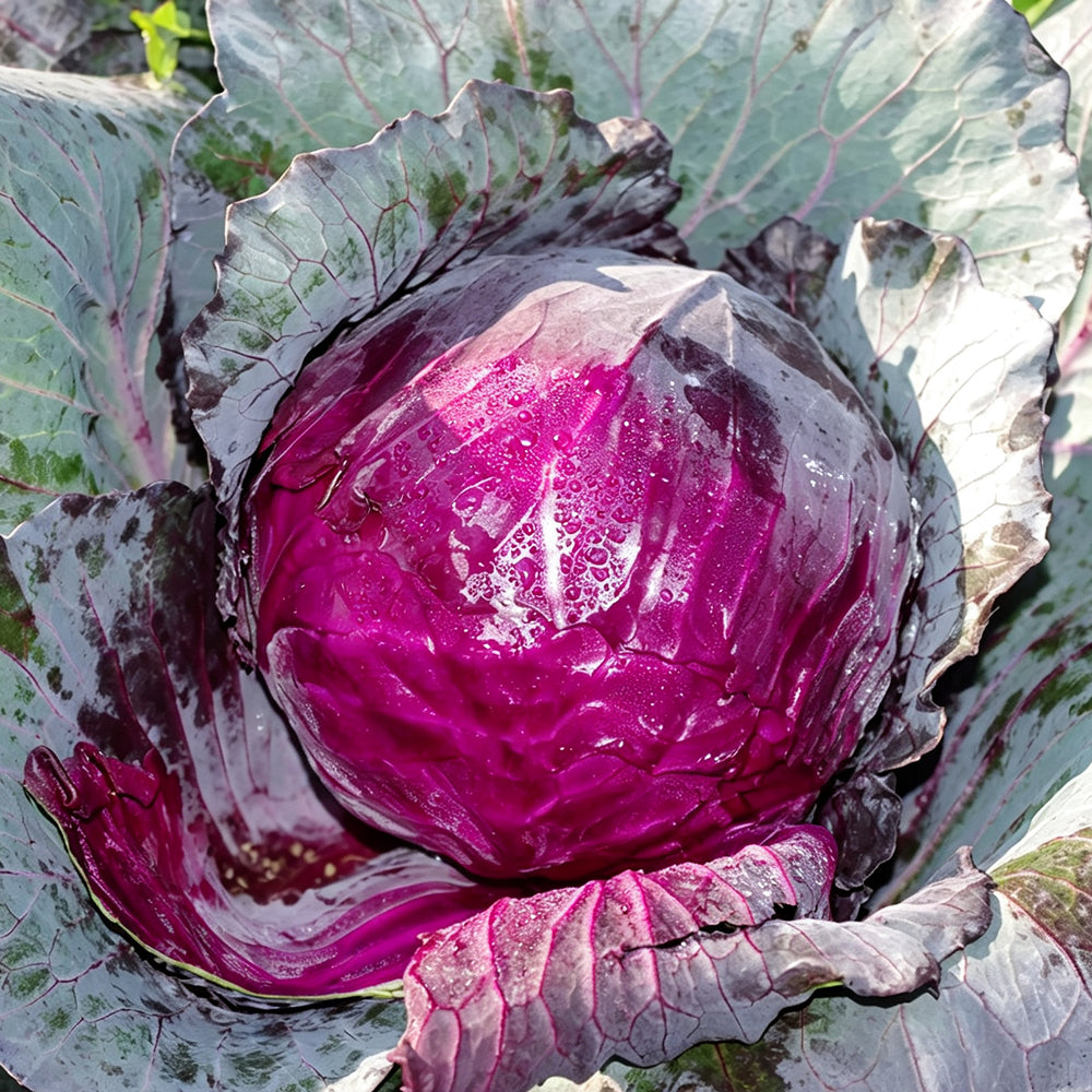 W957 Purple Wind Red Cabbage