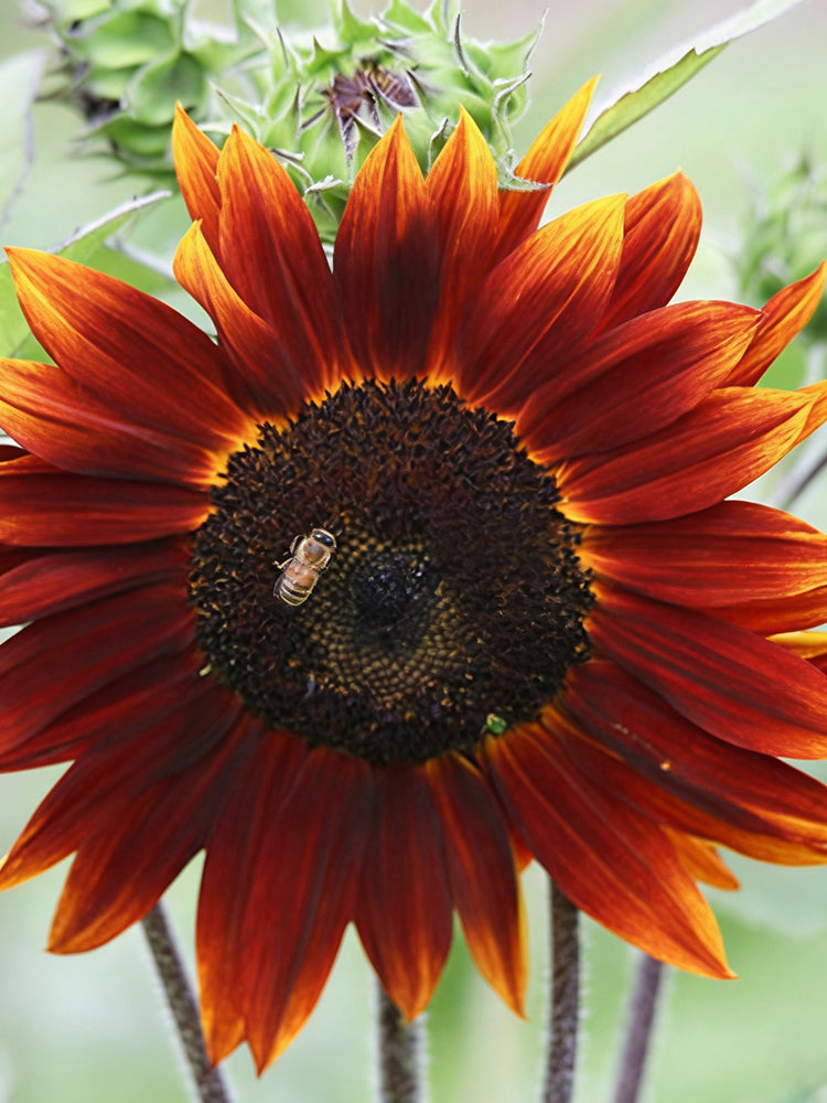 HEL10 Mixed Color Sunflower