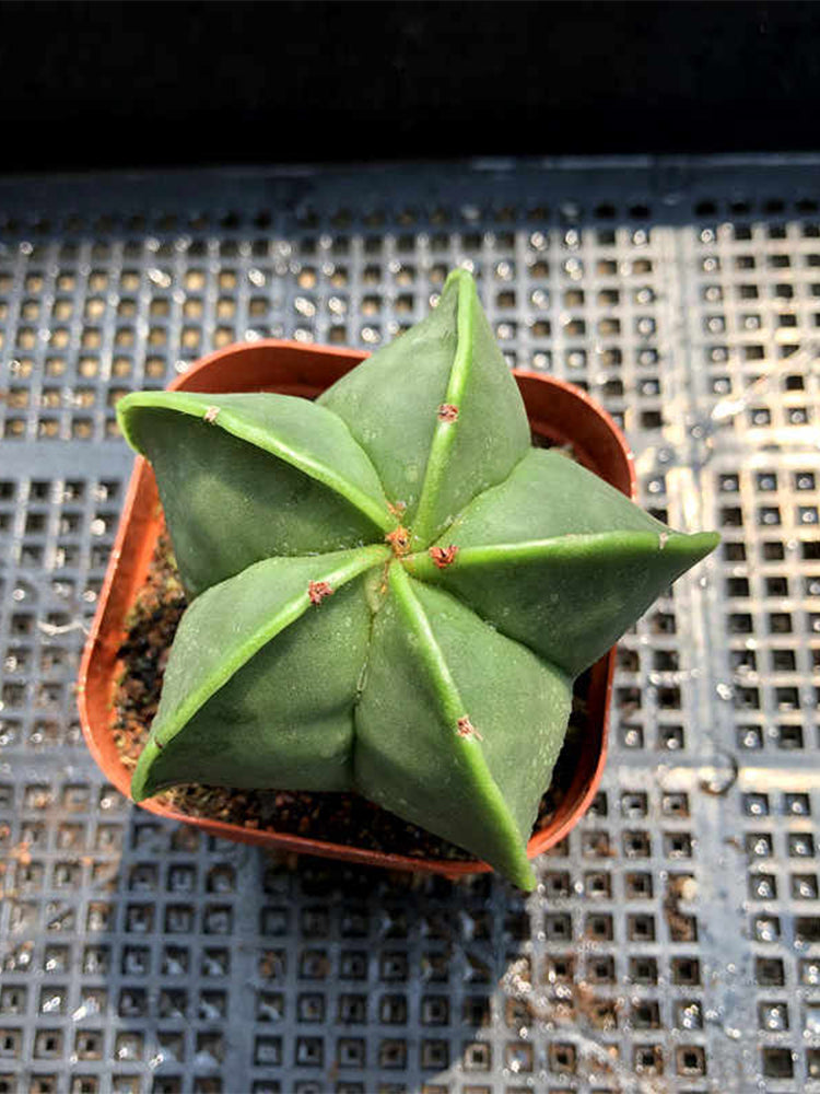 Pentagonal Glazed Bishop's Cap Cactus