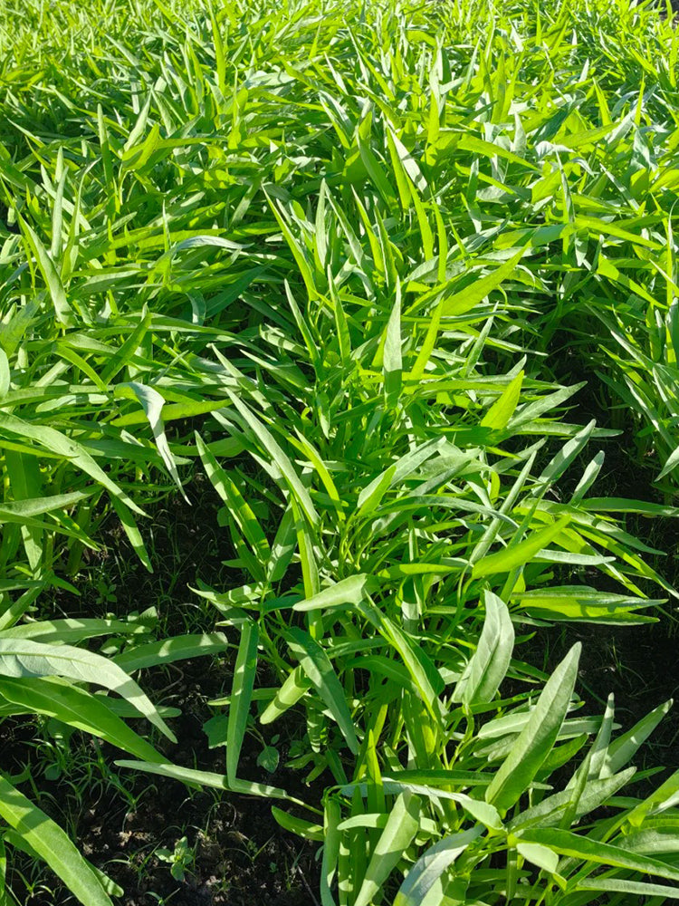 Bamboo Leaf Water Spinach