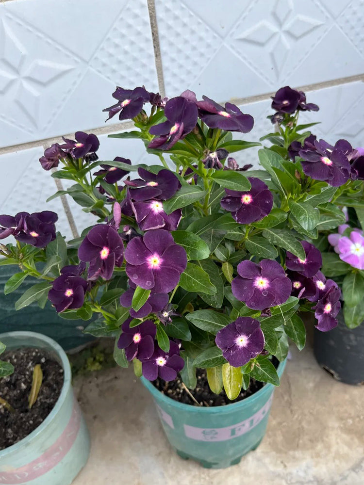 Madagascar Periwinkle