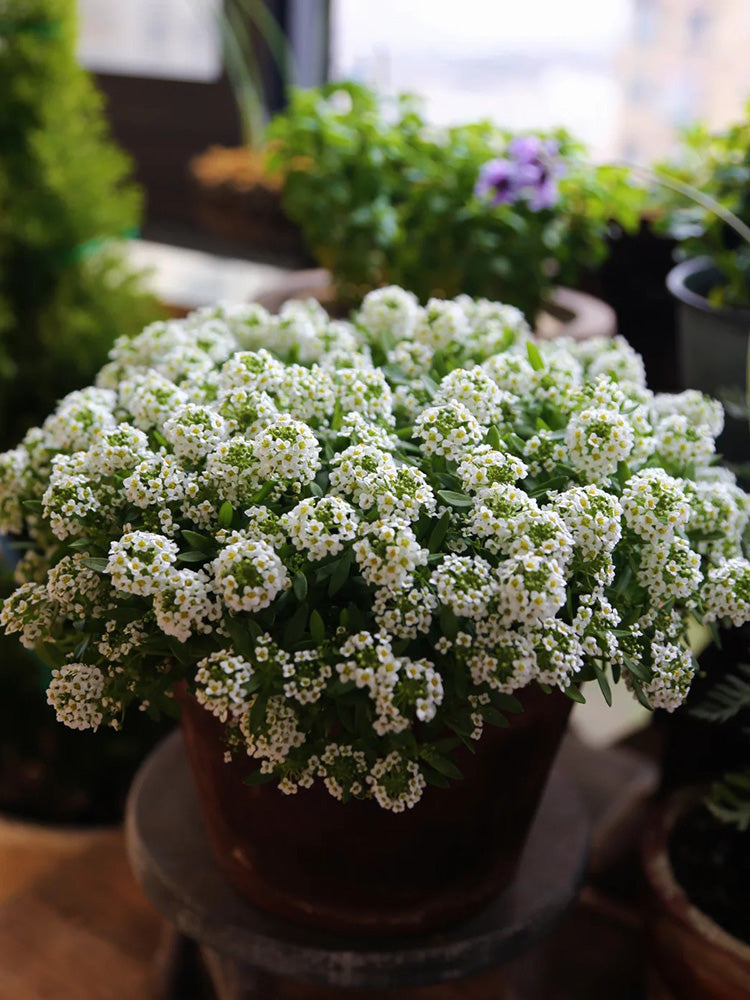 White Sweet Alyssum