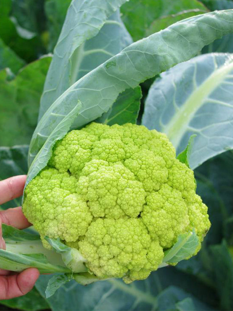 Green Cauliflower