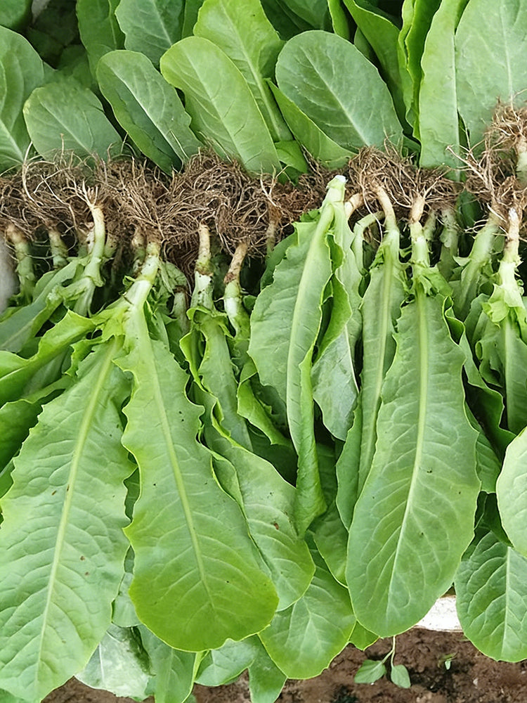 Agricultural Research Round-Leaf Lettuce