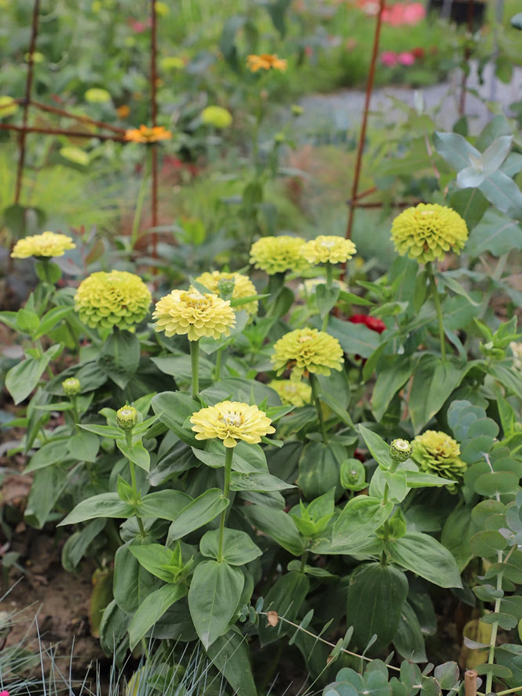 Green Envy Zinnia