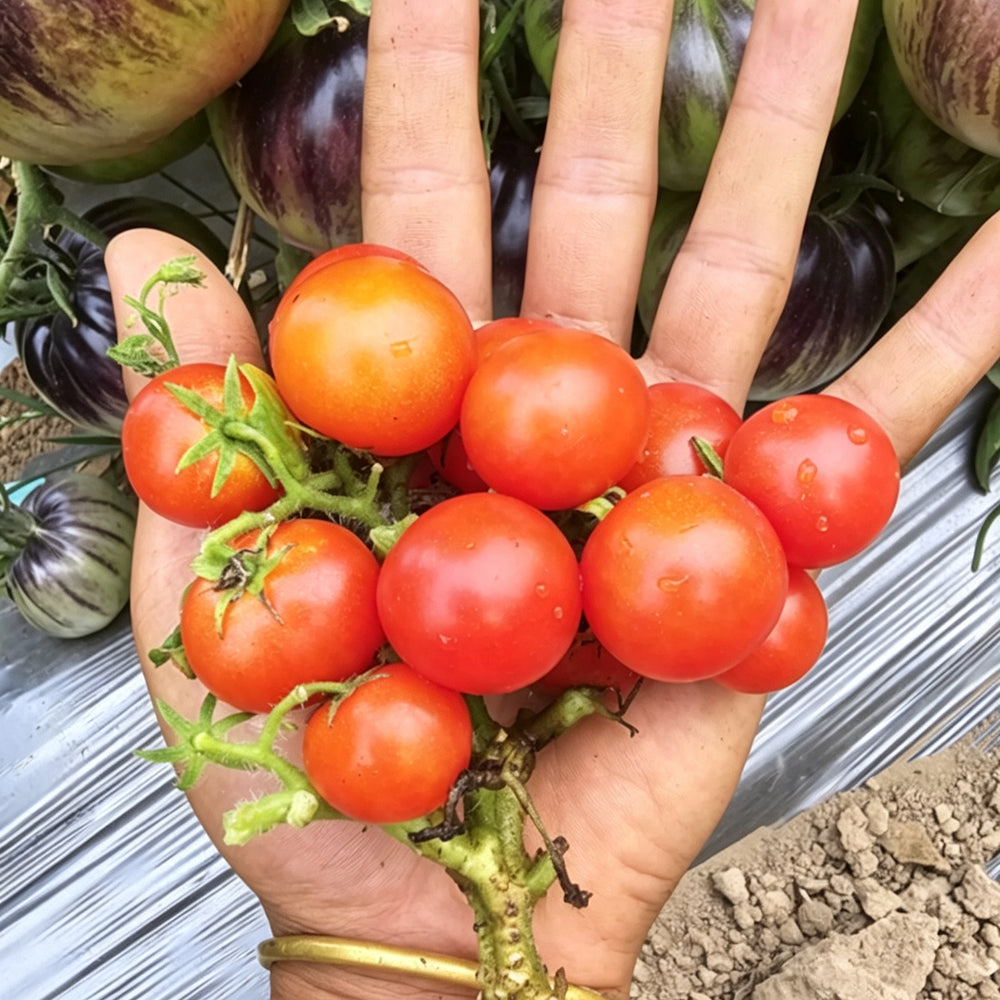 769 Mini Pig Red Tomato