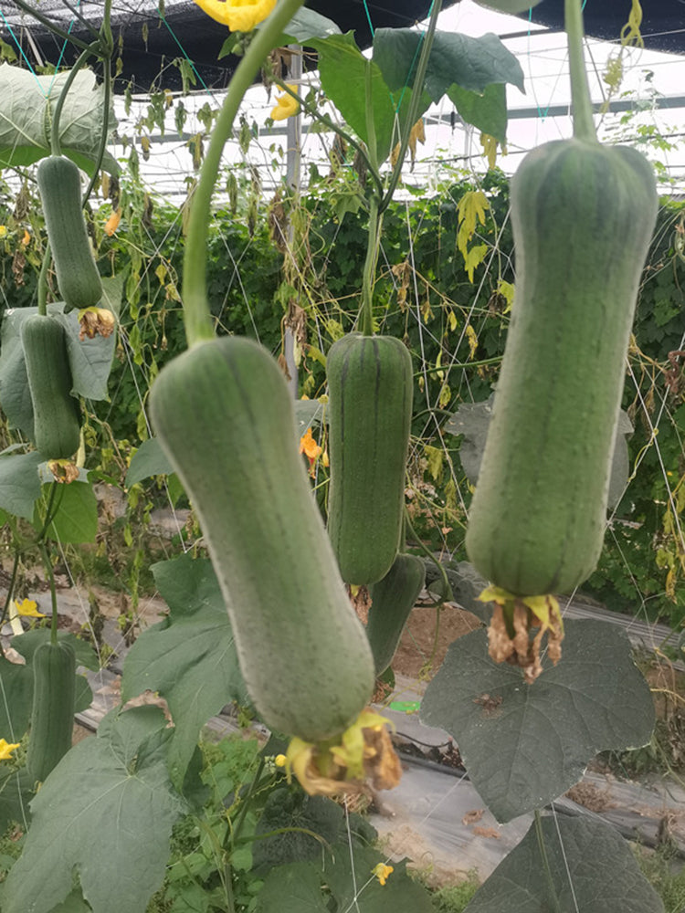 Yucui Sponge Gourd