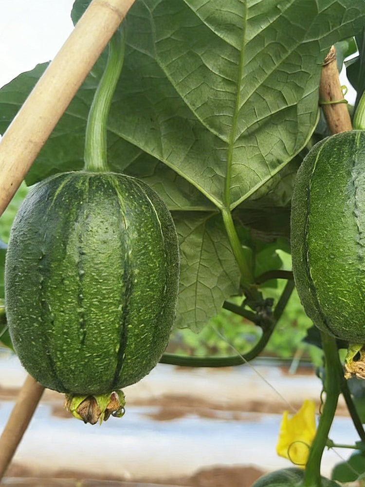 Taifeng No. 1 Apple Luffa