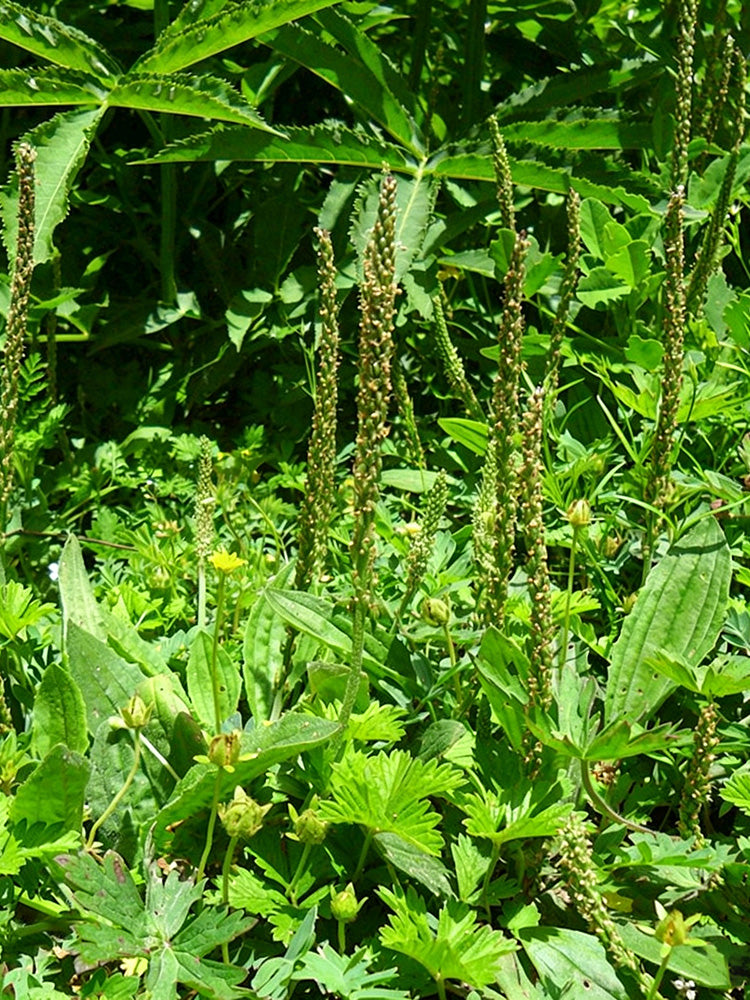 Common Plantain