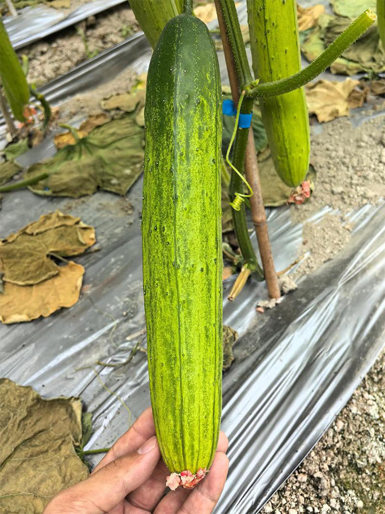 'Supreme' Long Drought Cucumbers