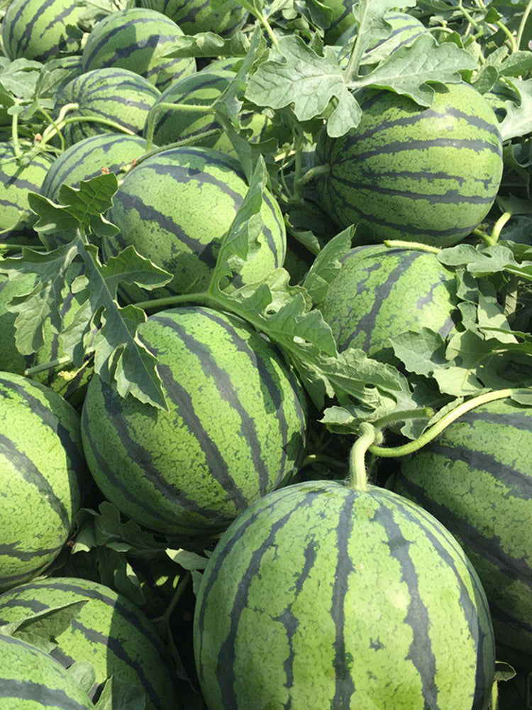 'Xia Shi No.1' Hybrid Watermelon