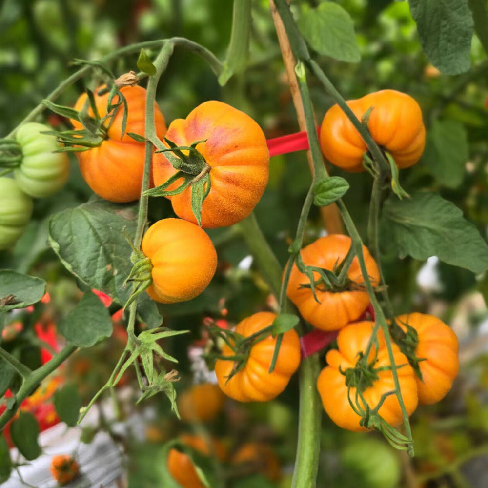 766 Summer Temptation Tomato