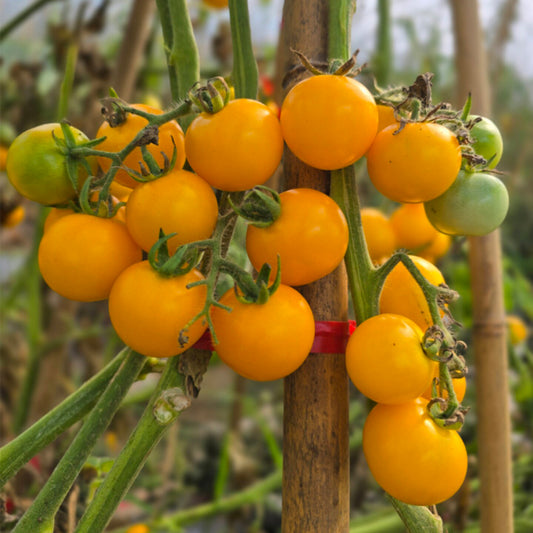 693 Dwarf Orange Cherry Variegated Tomato