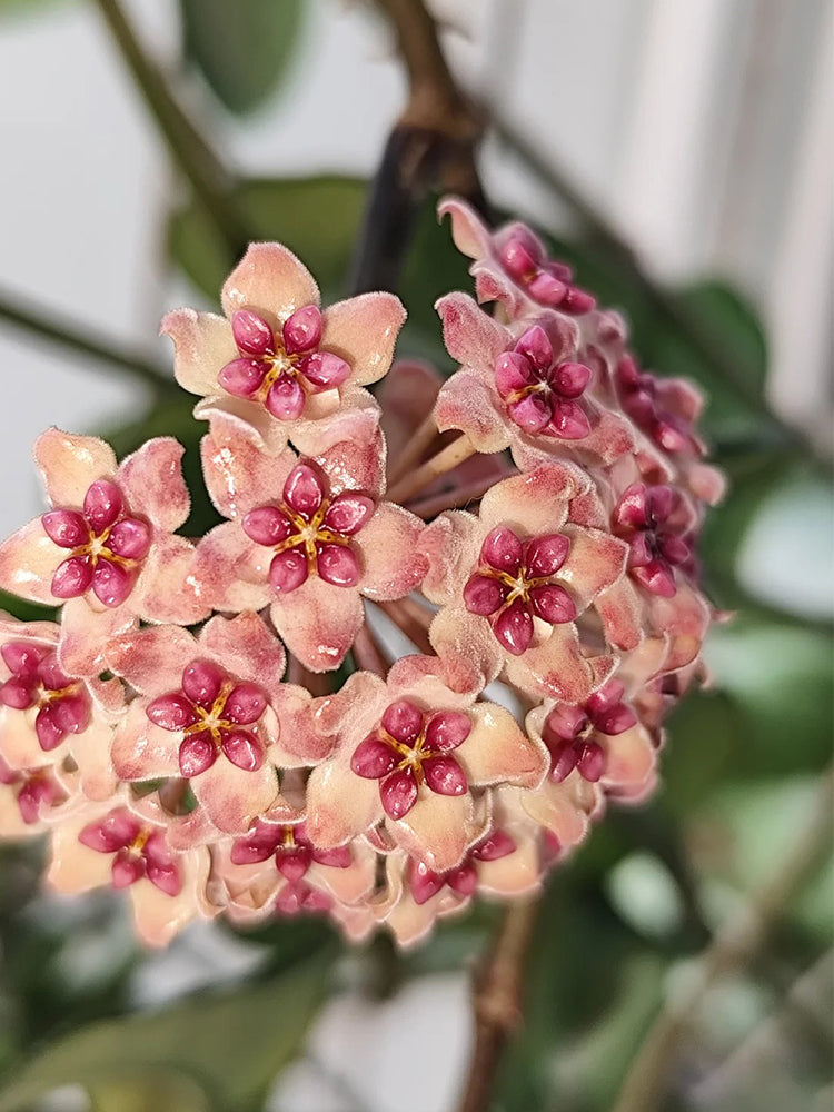 Hoya 'Sweet' Unrooted Stem Cuttings