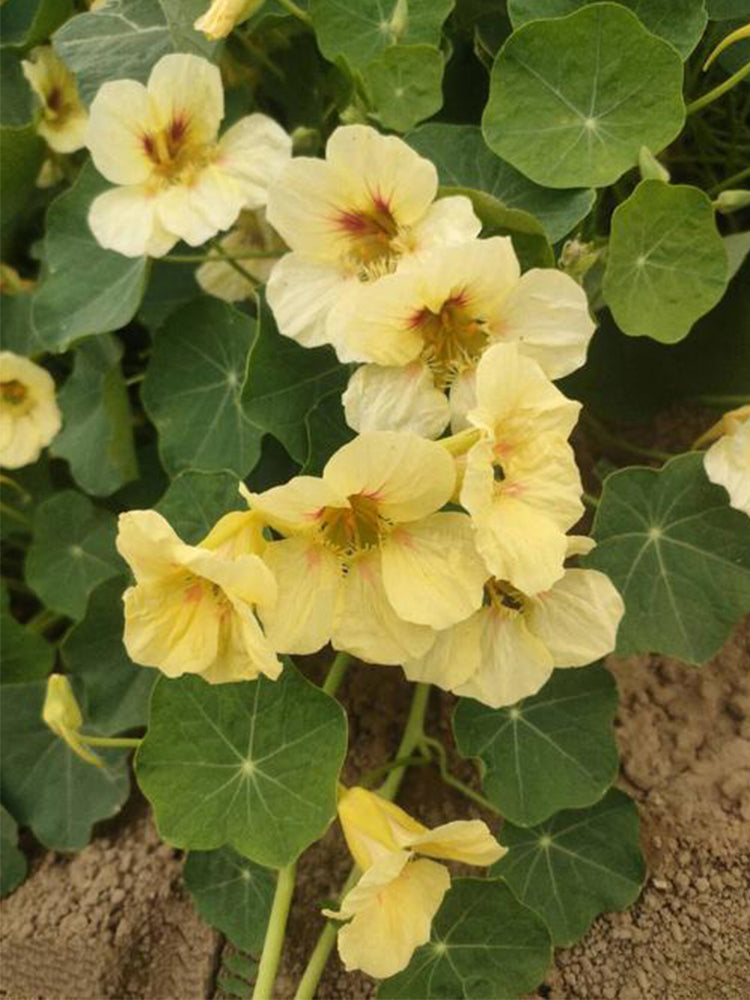 Hezhichun Yellow Nasturtium