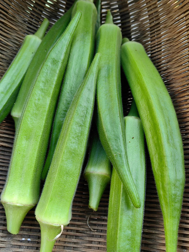 Lianglv No.2 Okra