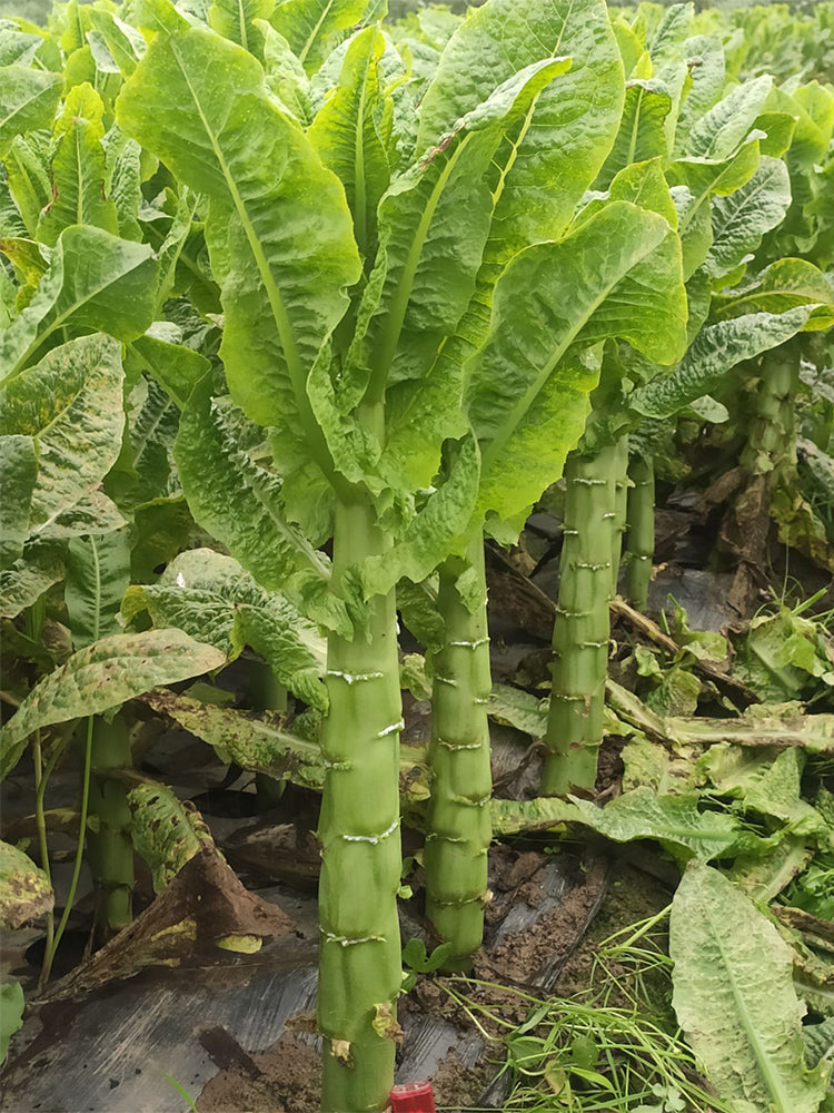 'Bimei' Stem Lettuce
