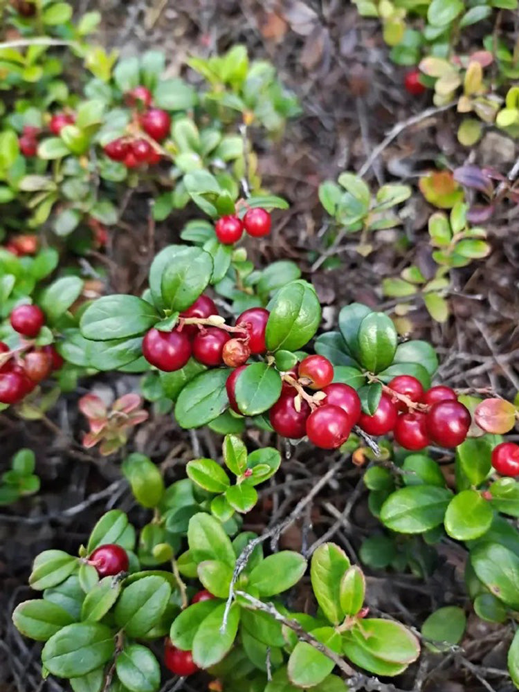 American Cranberry