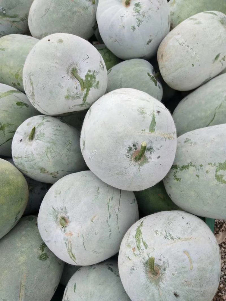 Beijing Chuanling No. 8 Wax Gourd