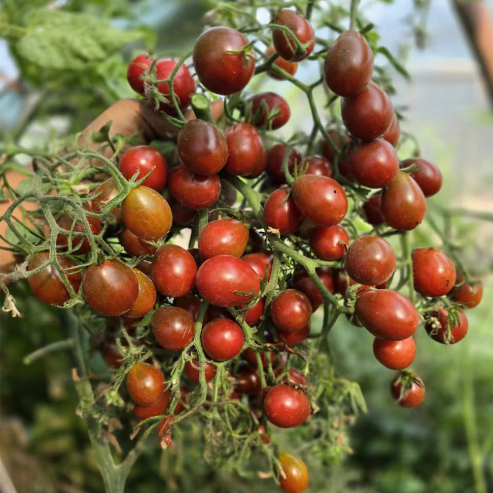 706 Fairy Garnet Tomato