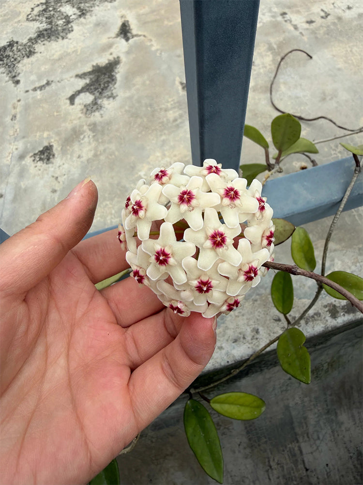Hoya trinervia 'Splash' Unrooted Stem Cuttings