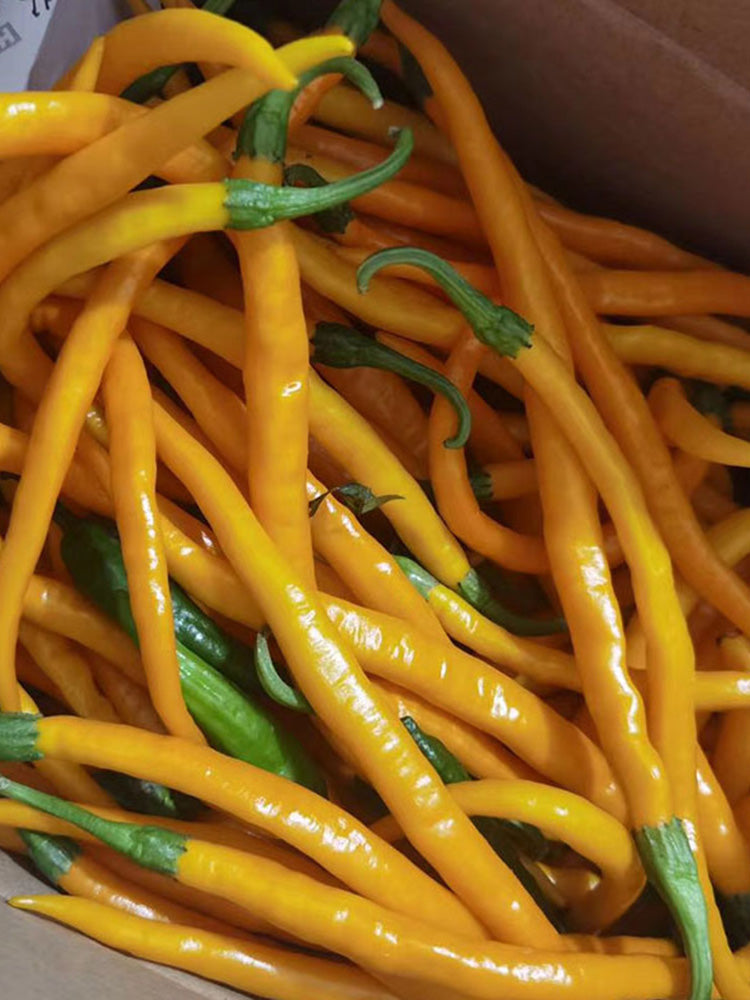 Golden Tribute Pepper