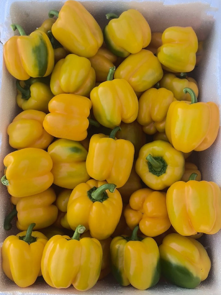 Yellow Bell Peppers (Capsicum annuum)