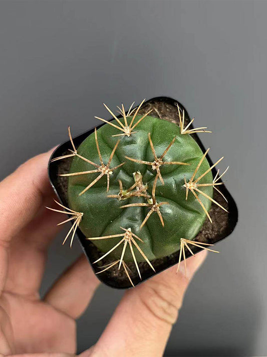 Gymnocalycium eurypleurum