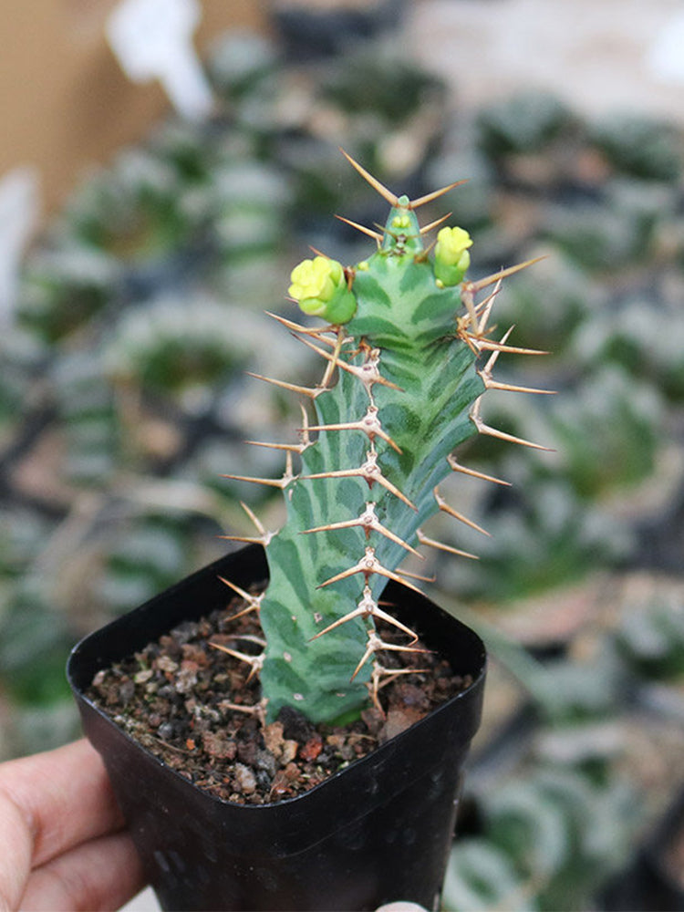Euphorbia virosa