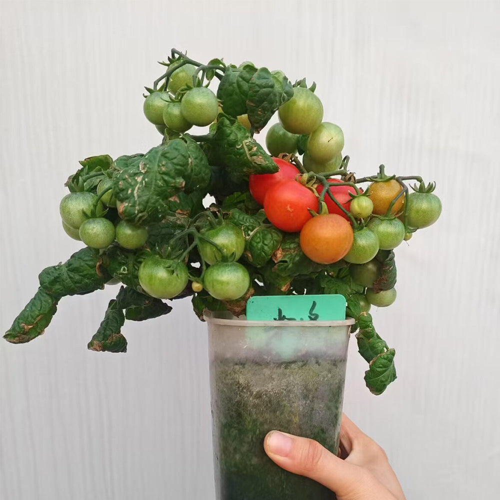 660 Mini Krasny Milo Tomato
