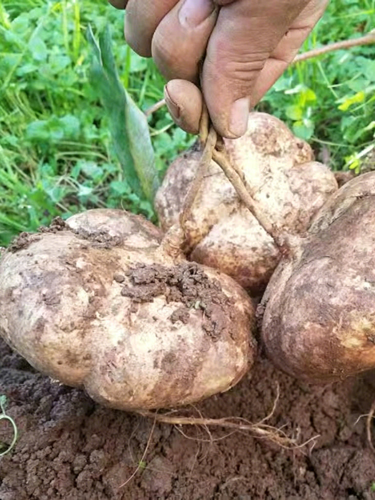Mumashan Jicama