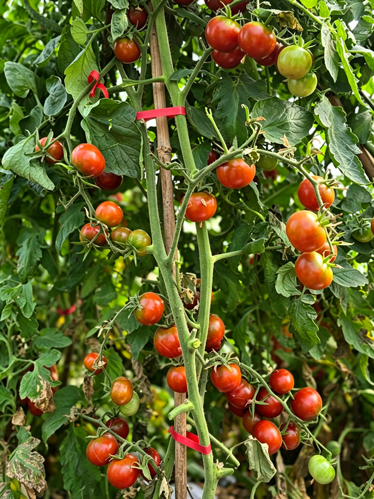 895 Little Baby Black Beefsteak Tomato
