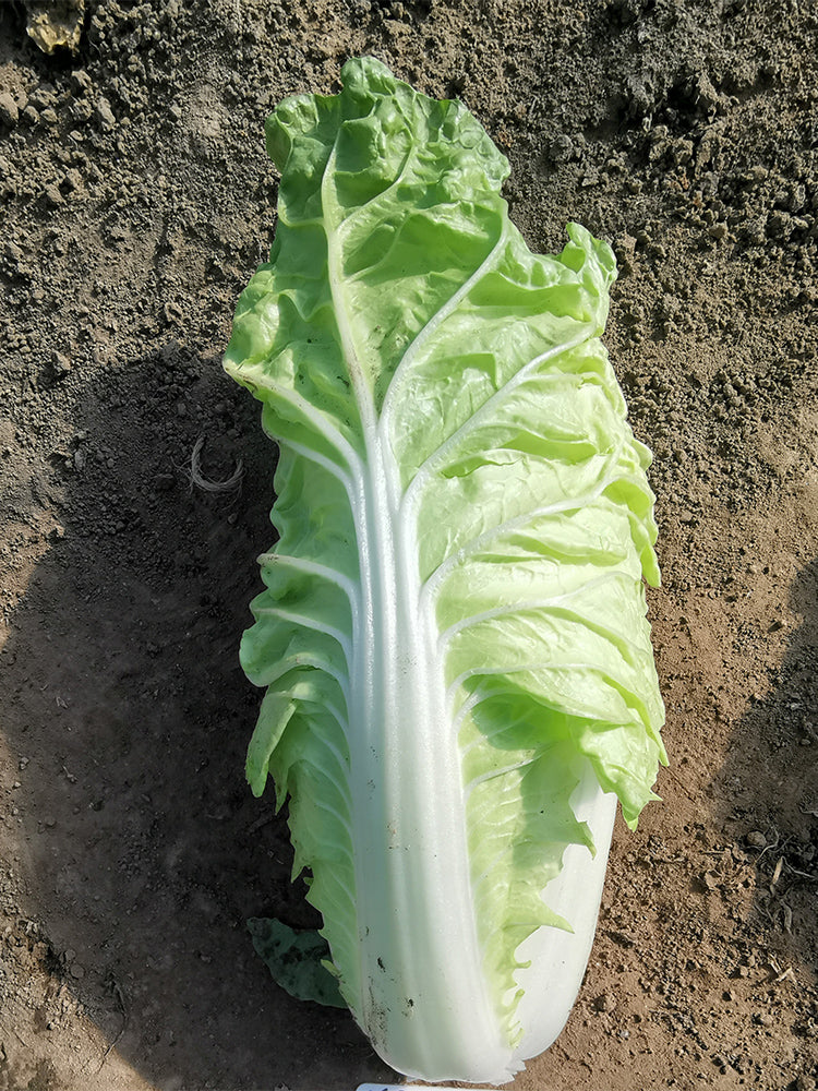 Chunmei F1 Hybrid Chinese Cabbage