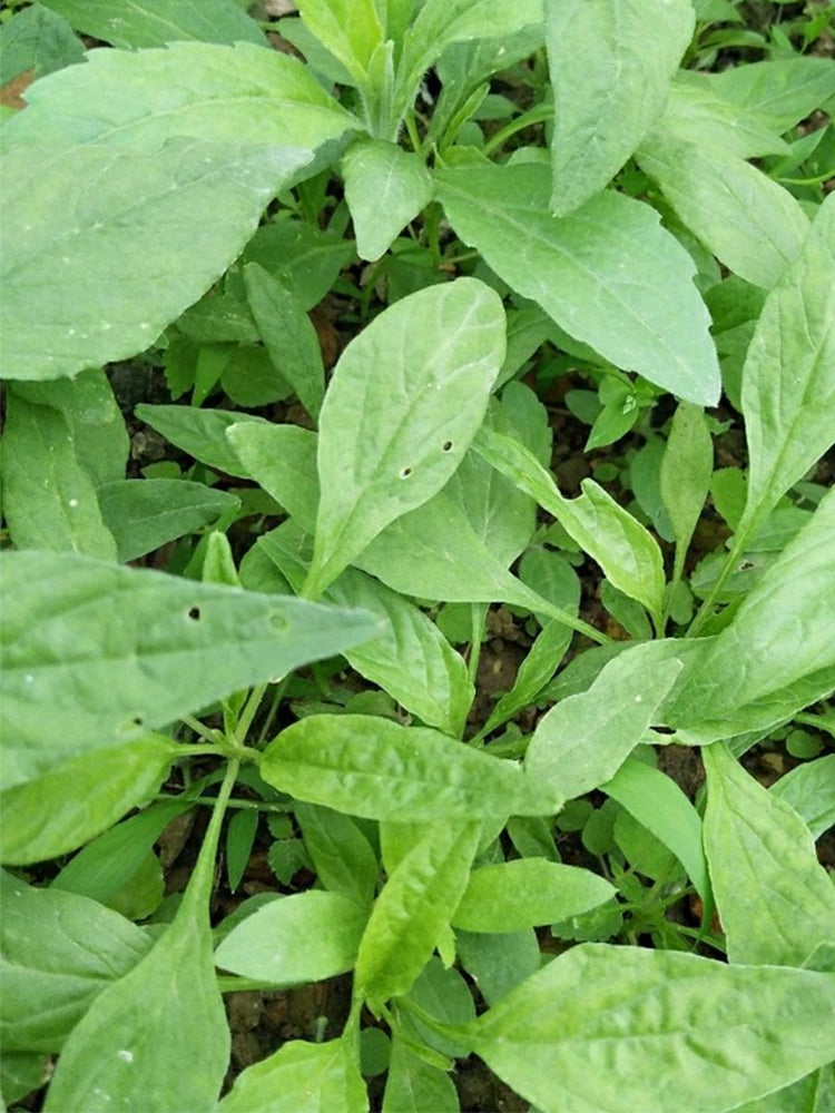 Willow-Leaf Amaranth