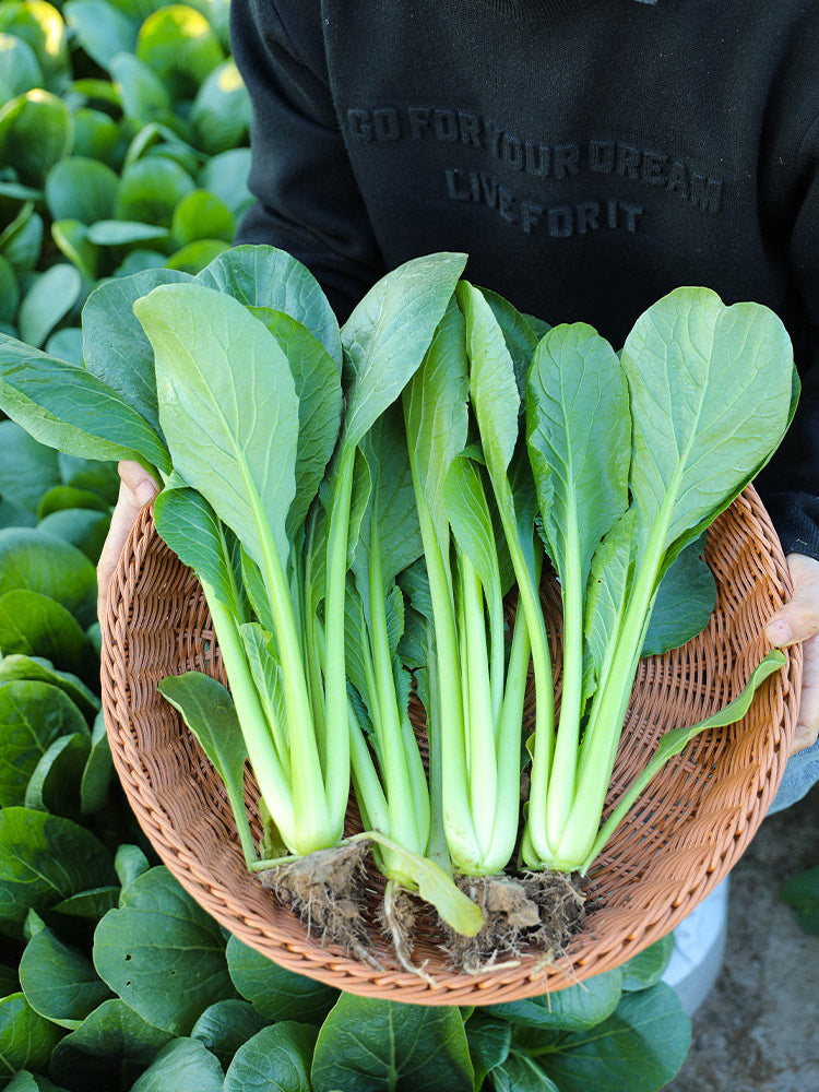 Little Shanghai F1 Bok Choy
